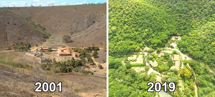 reforestation before and after