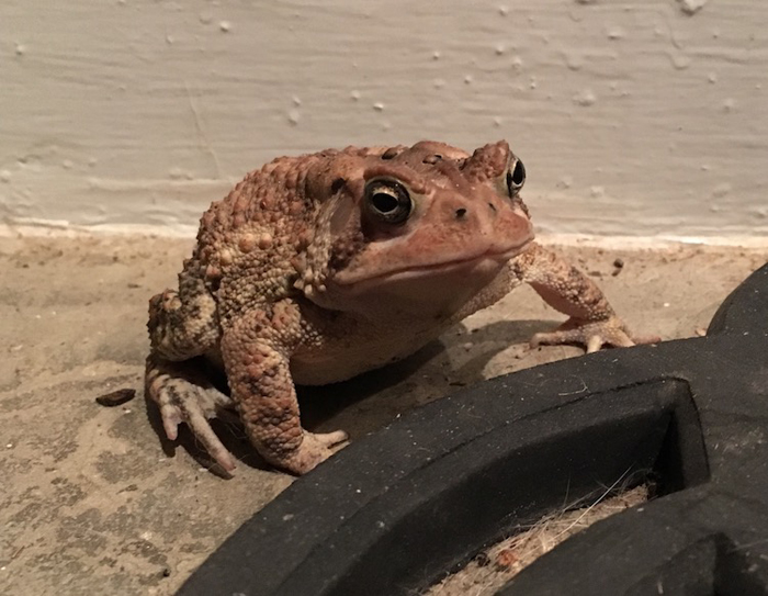 toad frequent visitor chris newsome