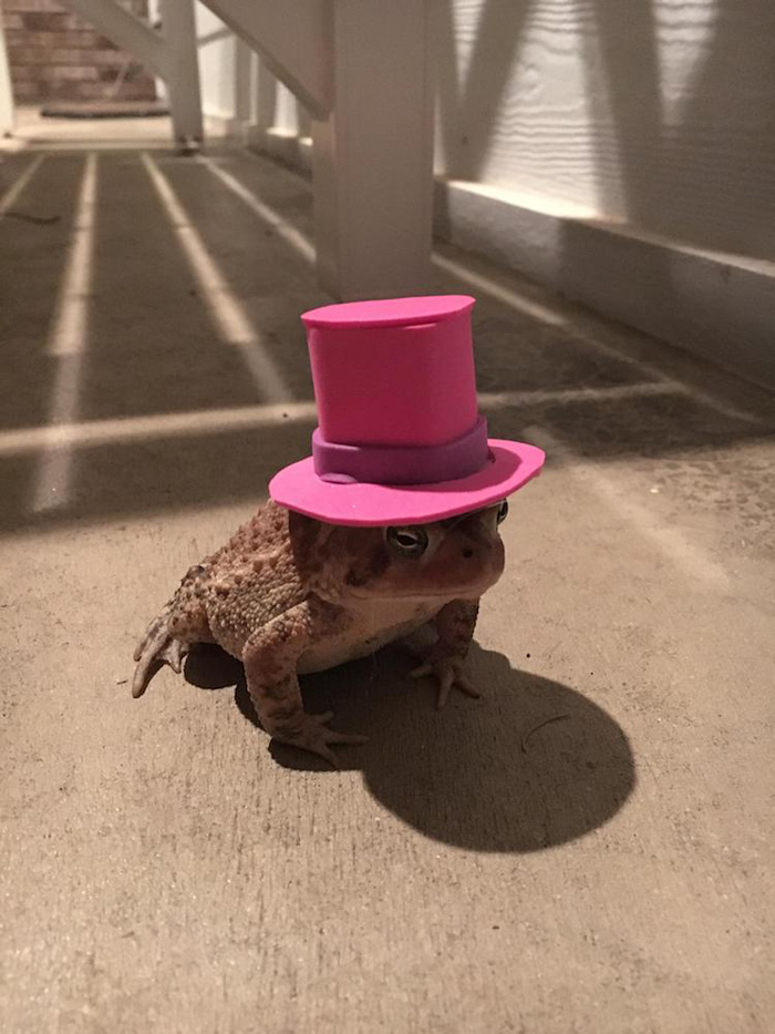 toad in a fabulous hat