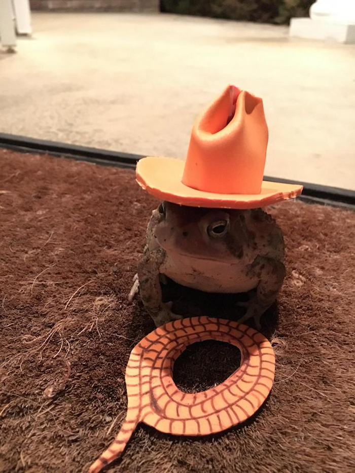 toad in cowboy hat chris newsome