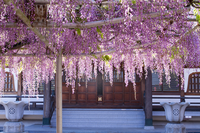 wisteria festival japan