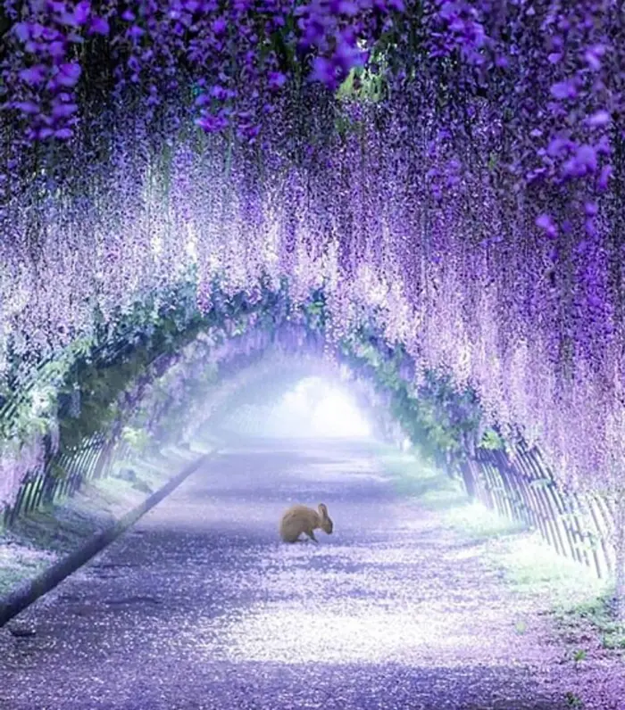 wisteria tunnel by puraten10