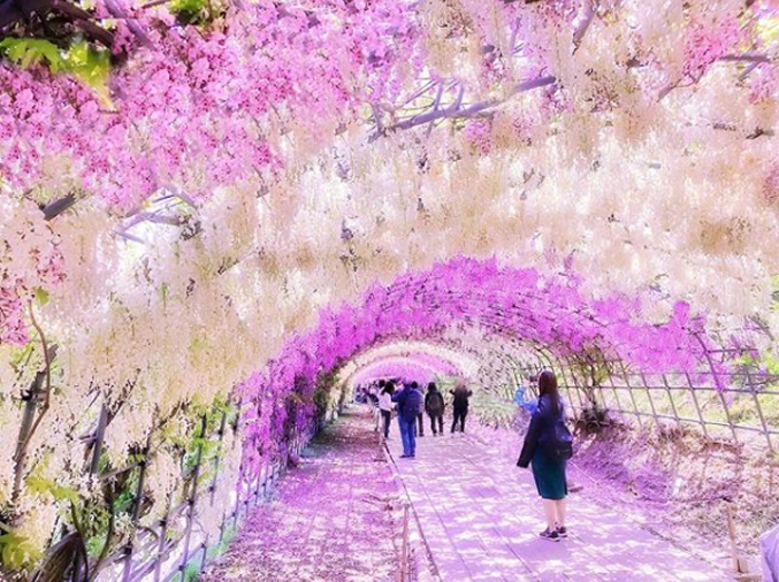 wisteria tunnel by mayumi_nanba26