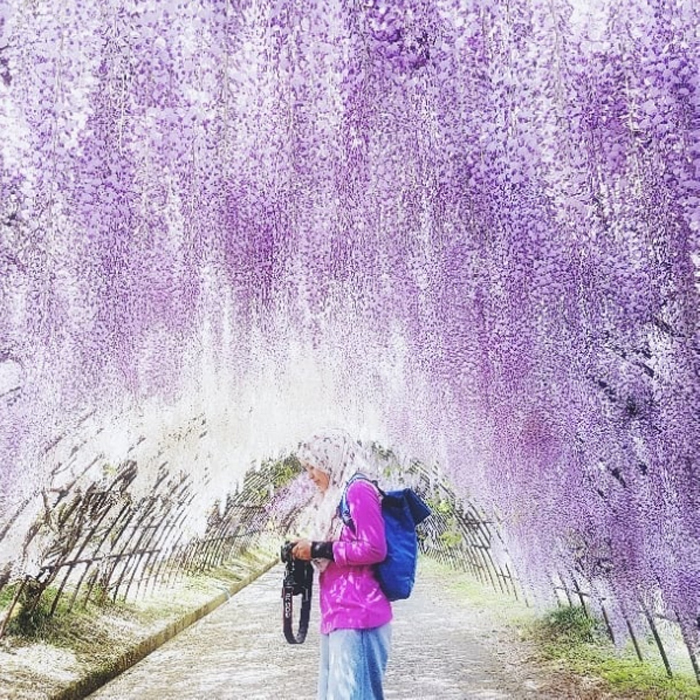 wisteria tunnel by norizansyahnan