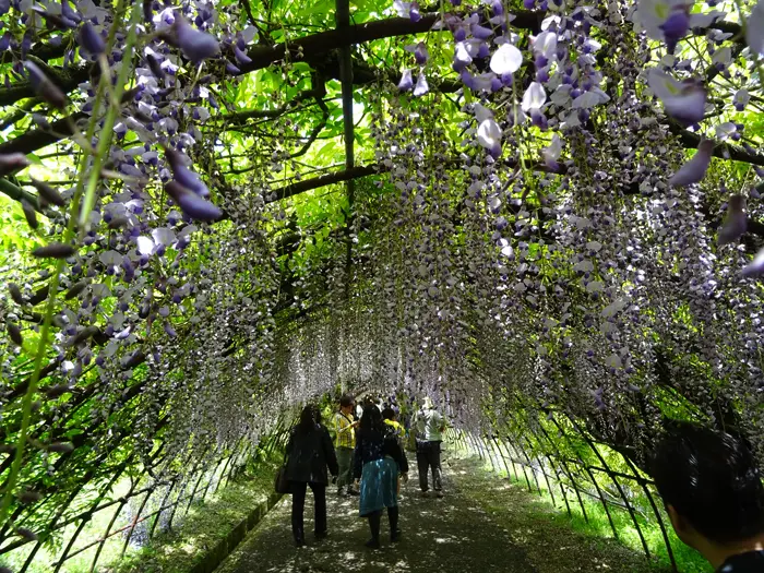 wisteria tunnel purple flowers