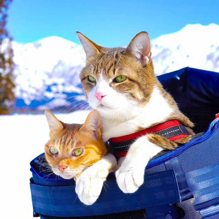 adventurous cats peeking from backpack