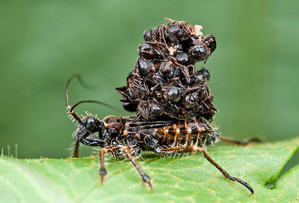 assassin bugs scariest creatures