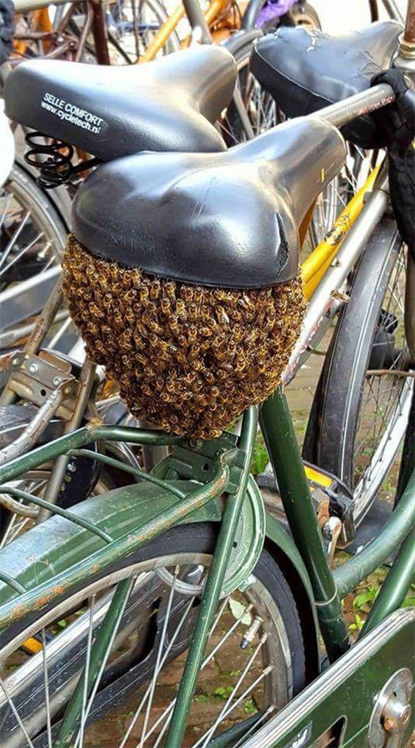 bees bicycle scariest creatures