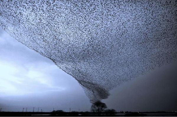 bird tornado scariest creatures