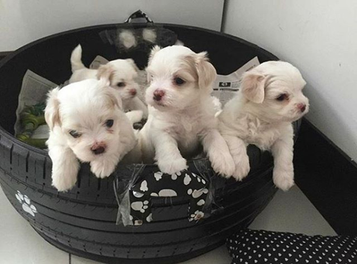 caominhas pets beds for puppies