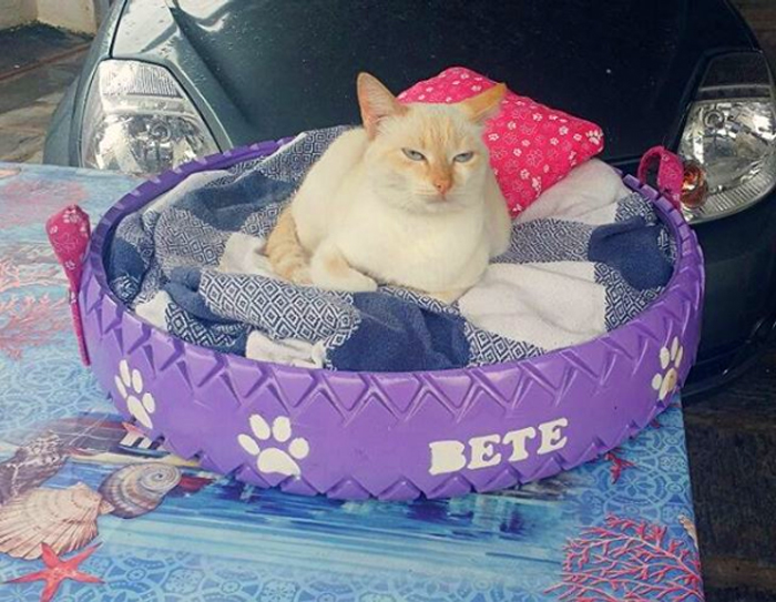 caominhas pets beds for stray cats
