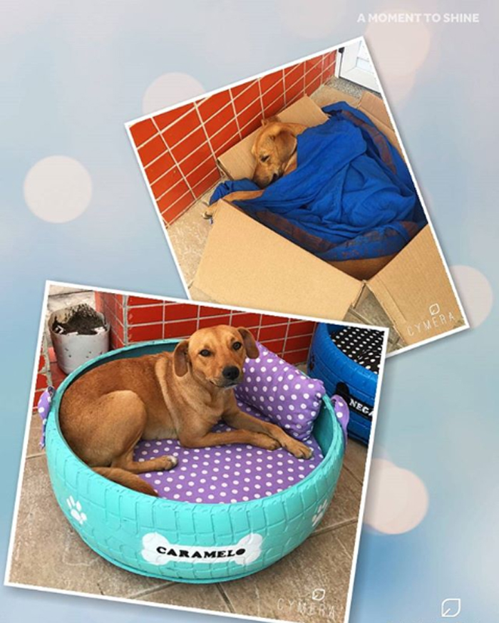 caominhas pets beds for stray dogs