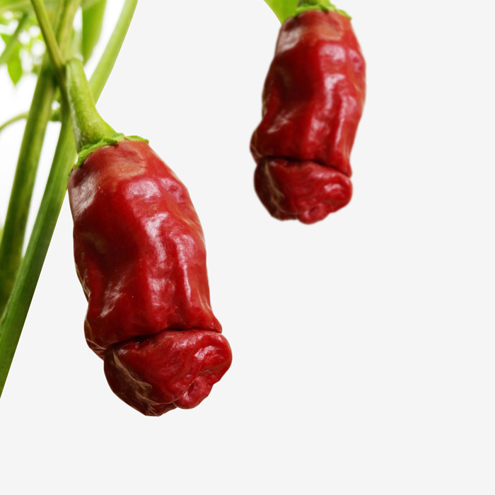 dick-shaped chili plant firebox