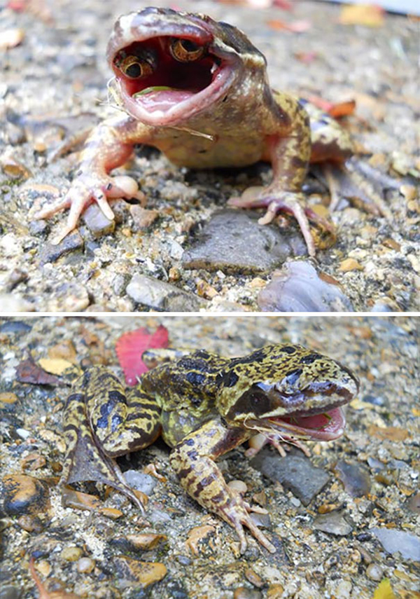 frog with eyes in its mouth