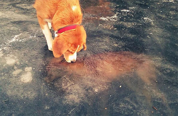 frozen fox lamented by a dog