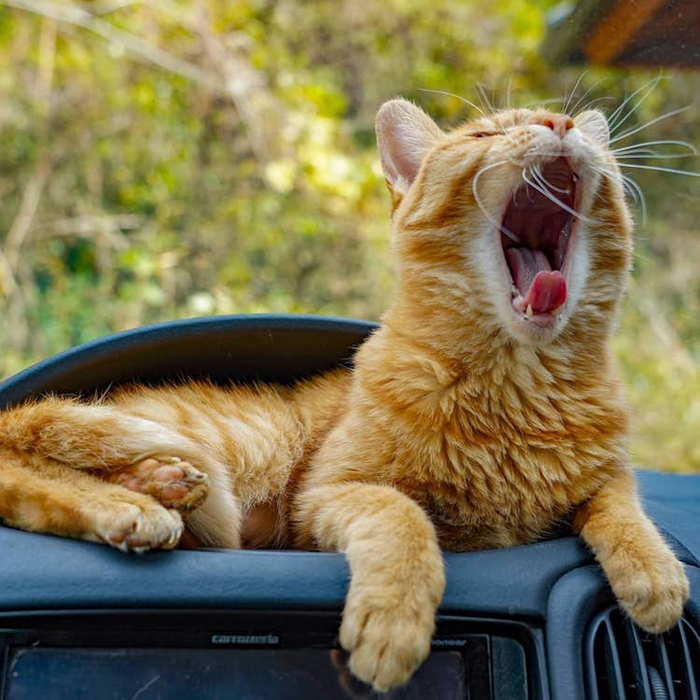 fuku-chan cat yawn