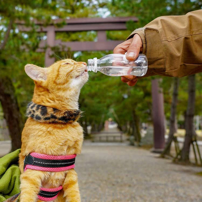 fuku-chan drinks water