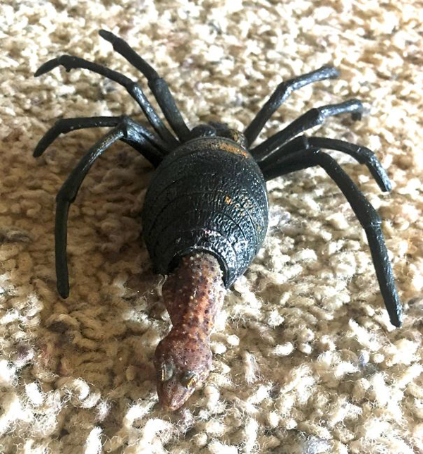 gecko in a spider toy