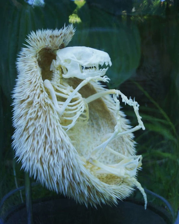 hedgehog skeleton scariest creatures