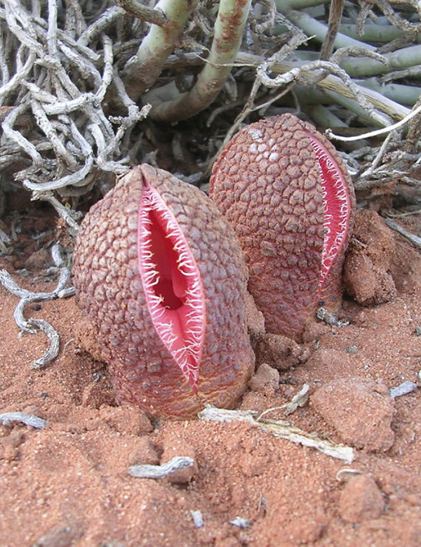 hydrona africana cariest creatures