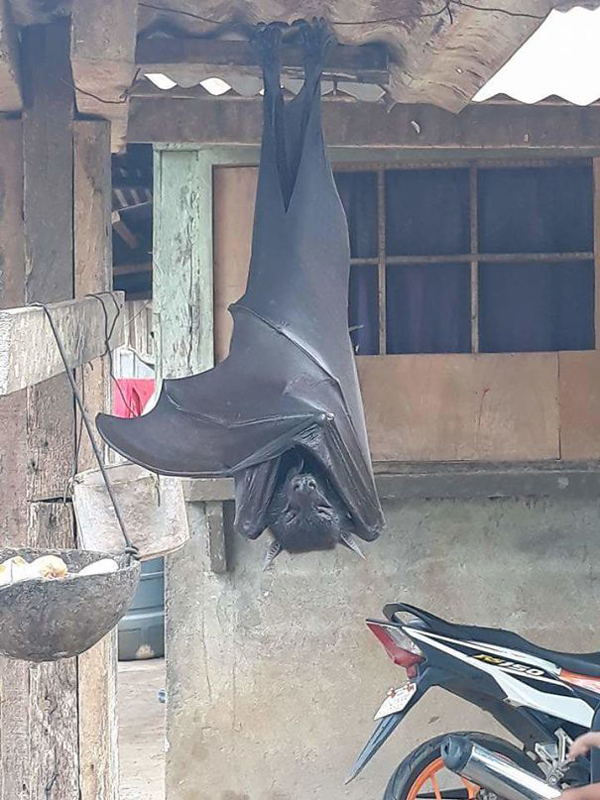 large flying fox philippines