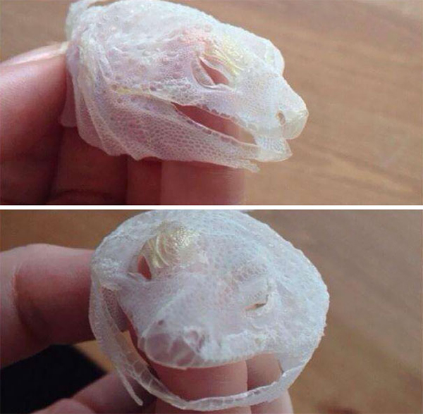 lizard face shed off scariest creatures