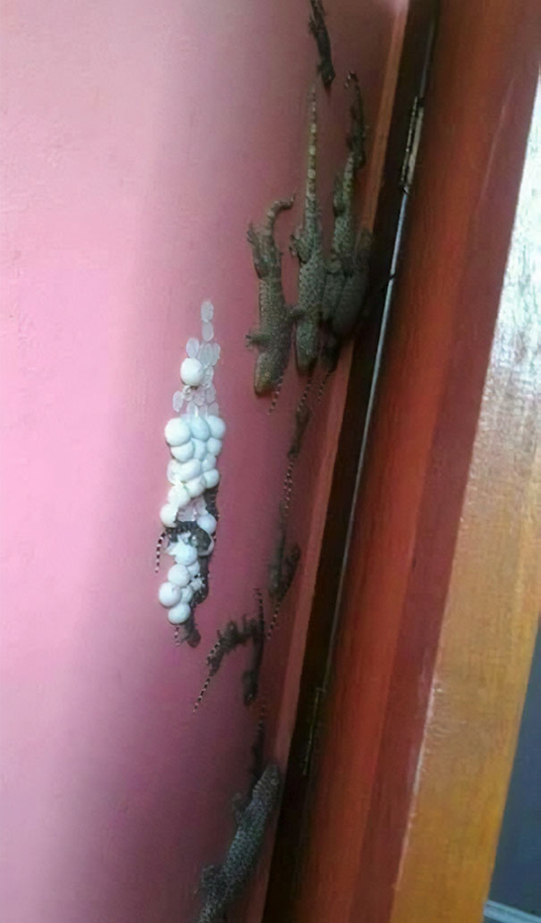 lizards eggs dresser scariest creatures