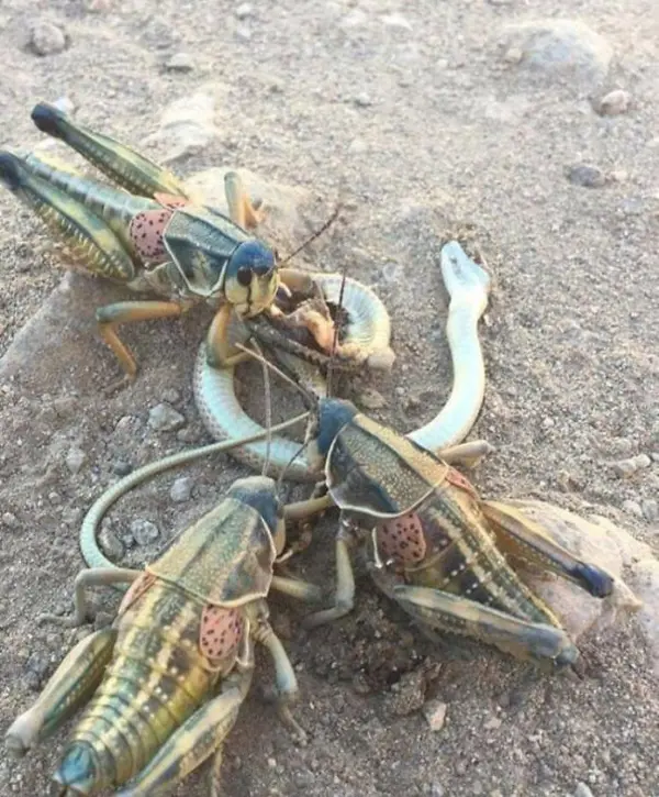 locusts feasting on tiny snake