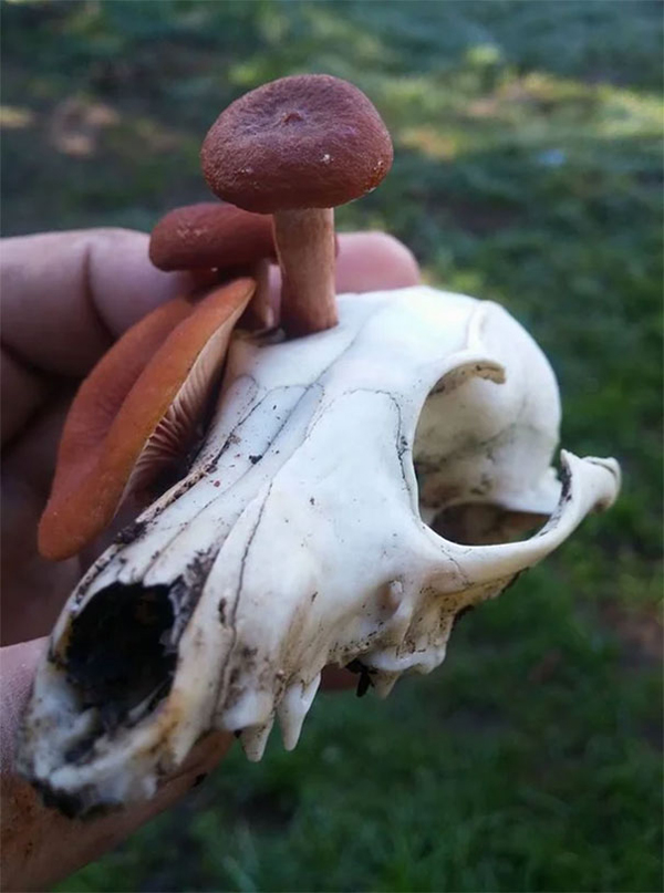 mushroom growing out a fox skull