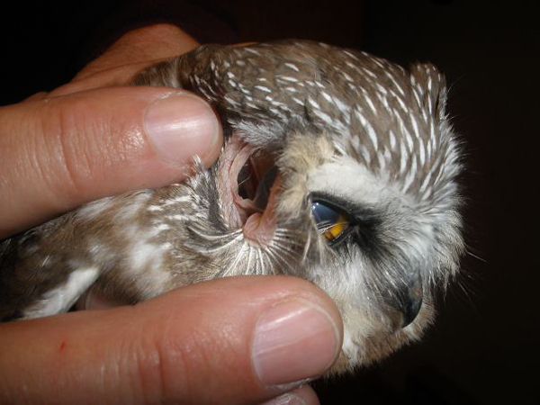 owl eyes through its ears