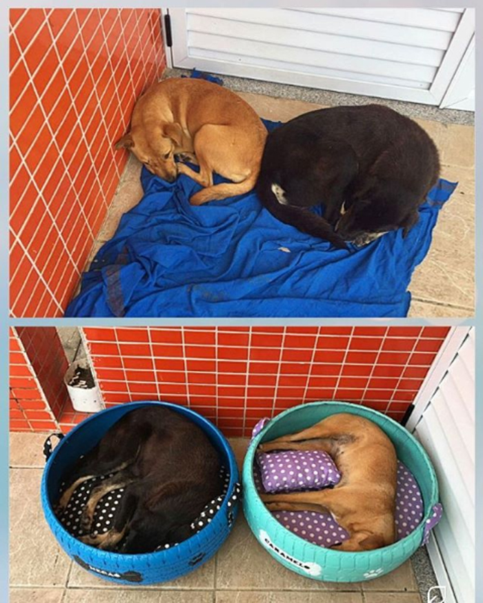 pet beds for stray dogs old tires