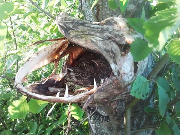 pike fish corpse bird nest