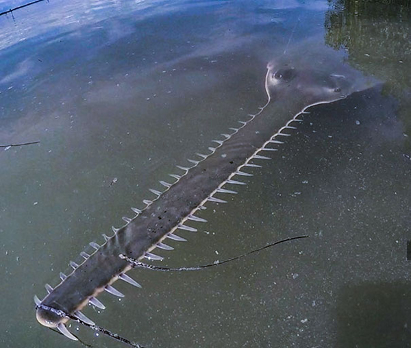 sawfish scariest creatures