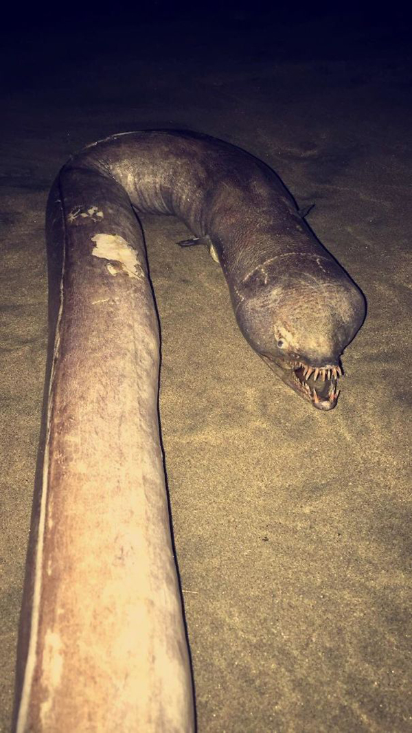 snaggle toothed snake eel