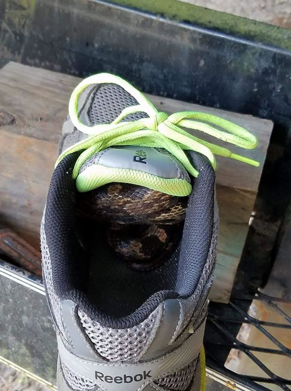 snake inside the shoe