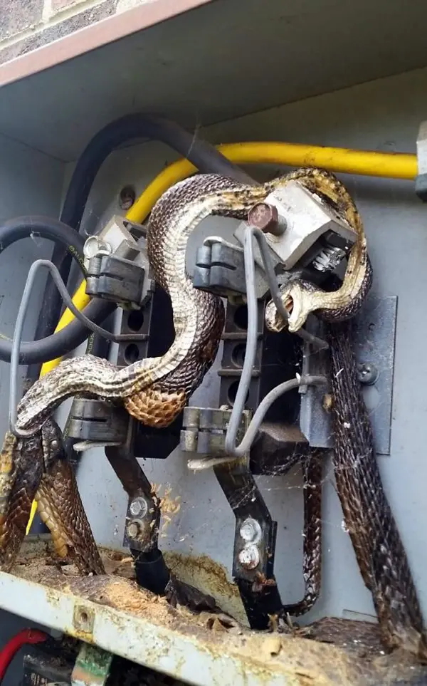 snakes electrocuted scariest creatures