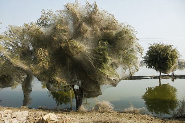 spider cocooned trees