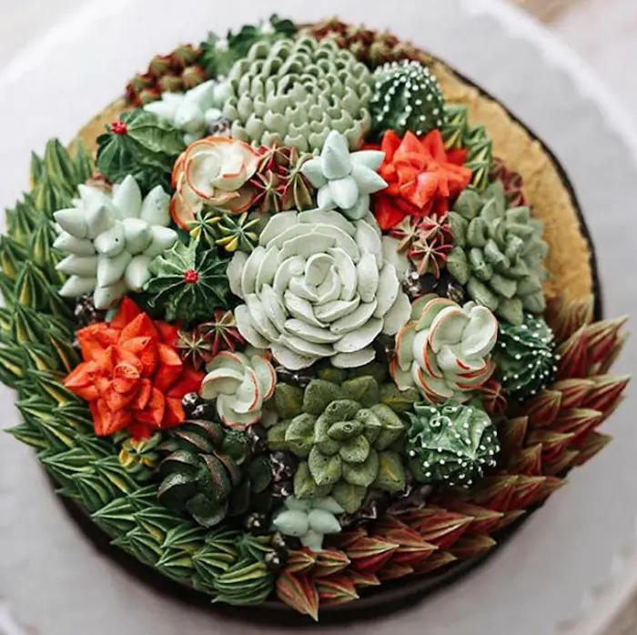 succulent cakes ivenoven