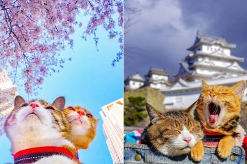 traveling cats