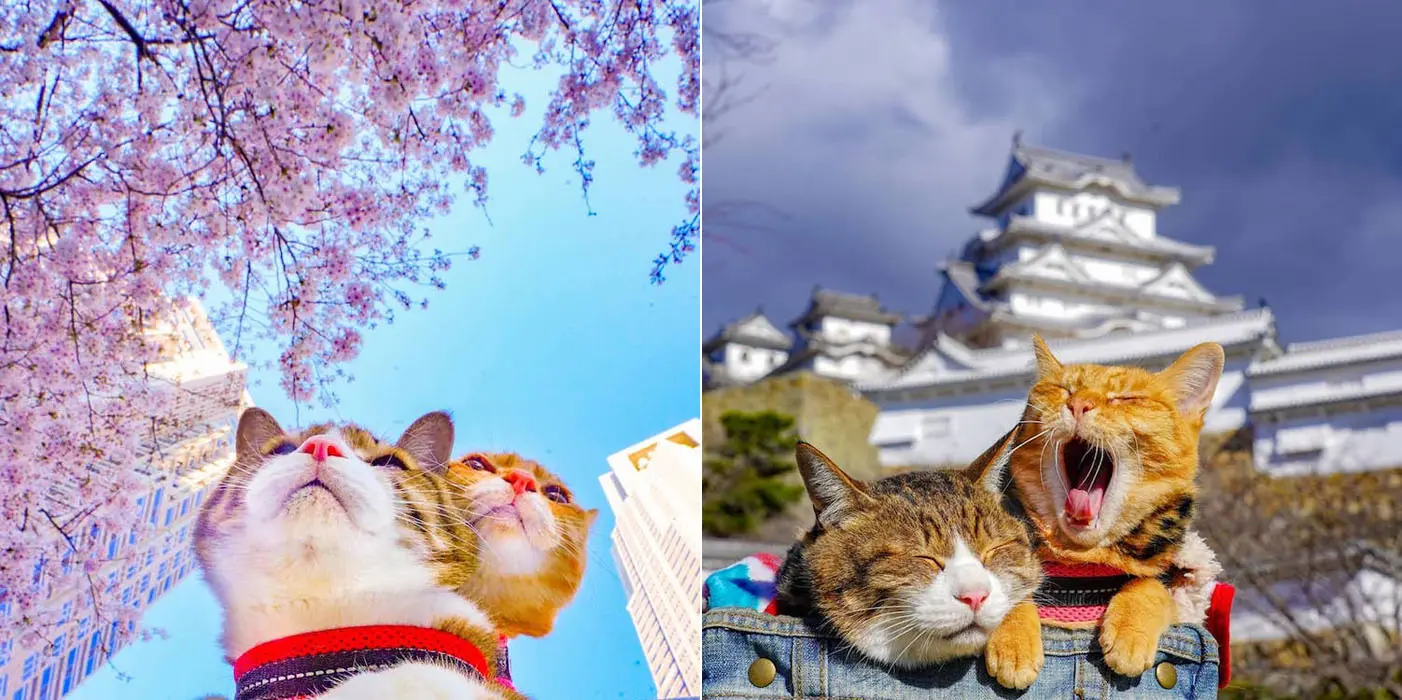 traveling cats