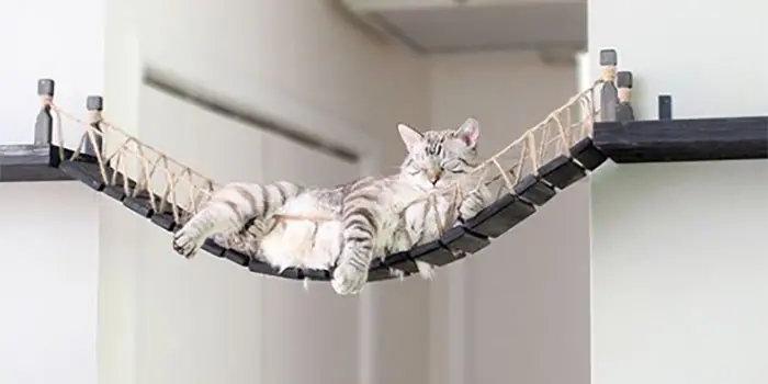 wall furniture for cats