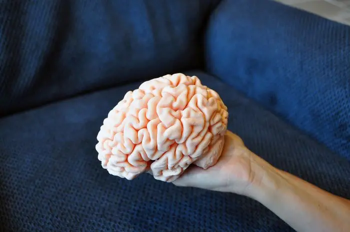 3d printing brilliant creations brain