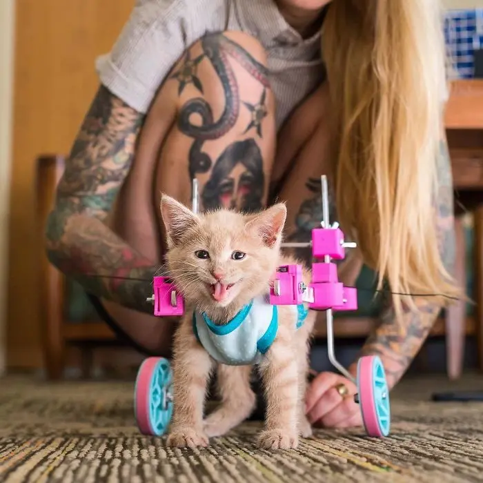 3d printing brilliant creations cat walking assistant