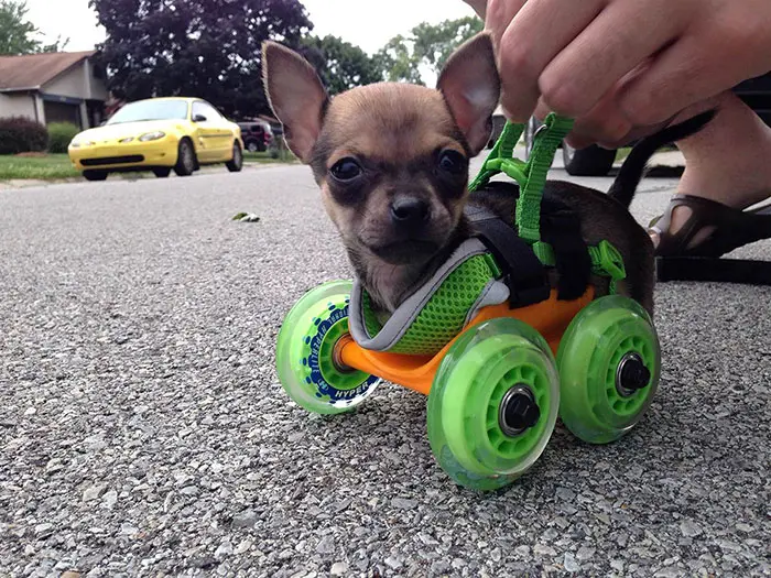 3d printing brilliant creations dog walker