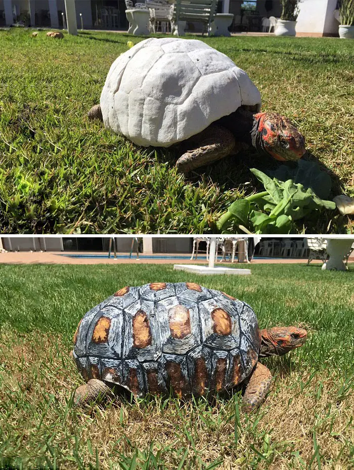 3d printing brilliant creations turtle shell