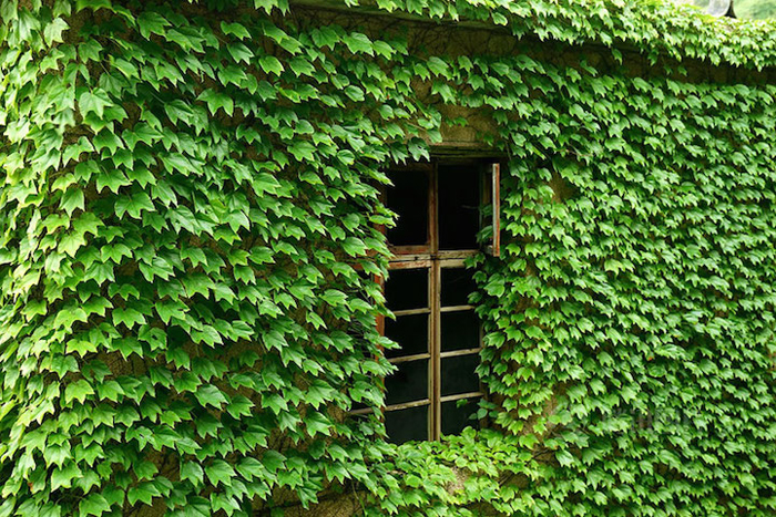 abandoned fishing village ivy-covered house