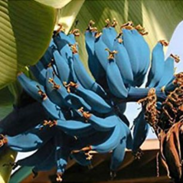 Apparently Everyone Is Planting Blue Java Bananas Because They Taste ...
