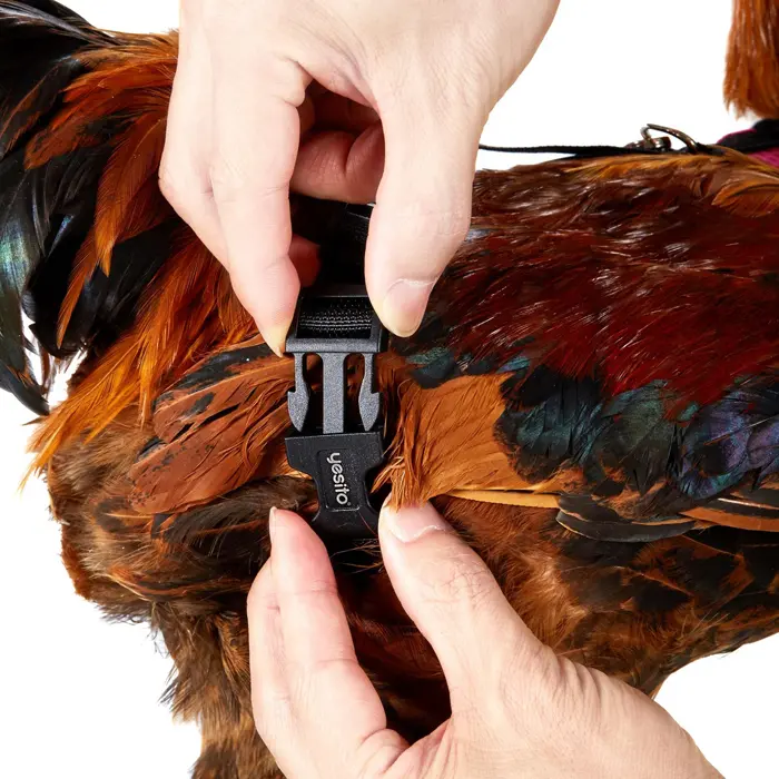 amazon chicken harness adjustable