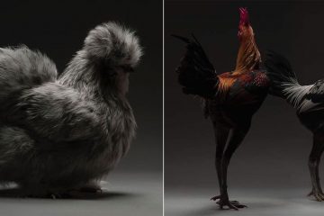 beautiful chickens