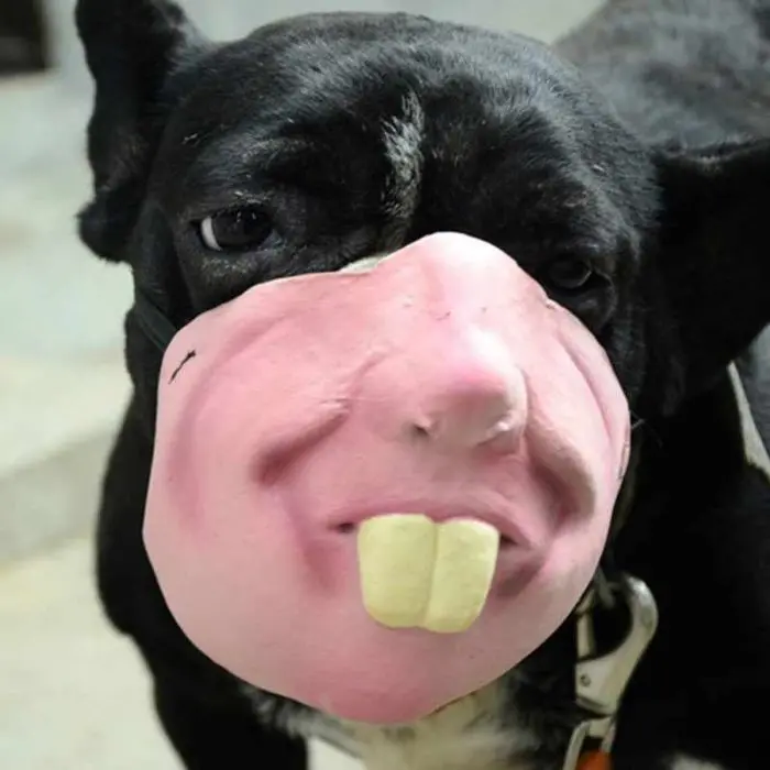 big front teeth creepy human face masks dog muzzles amazon